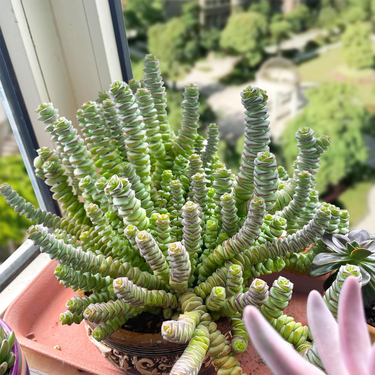 Sprout N Green 4'' Sedum lucidum Obesum, Live Succulent Fully Rooted in Pots with Soil Mix, Rare House Plant for Home Office Indoor Outdoor Wedding Decor, DIY Projects, Party Favor