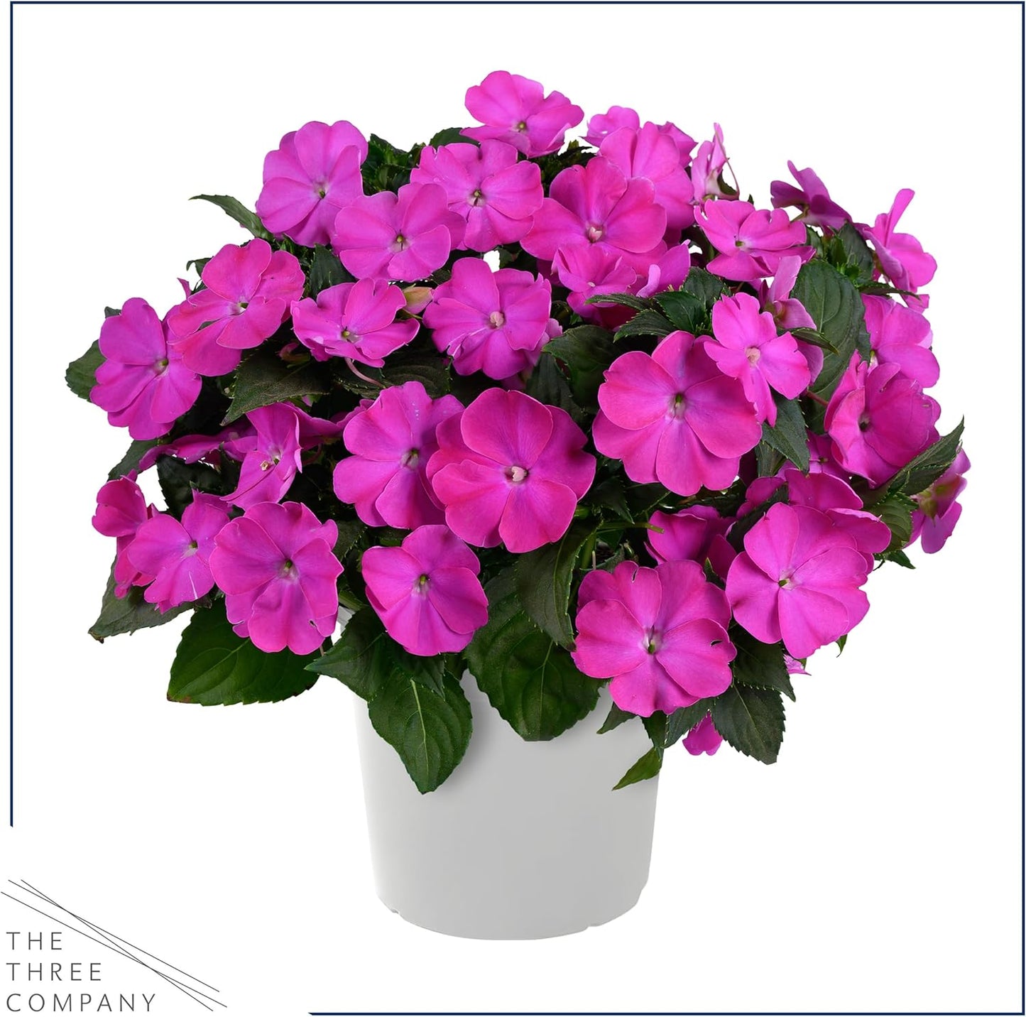 Live Flowering New Guinea Impatiens - Grower's Choice Assorted Colors (3 Plants Per Pack) - Beautiful Shade Flowers - 12" Tall by 5" Wide in 1 Qt Pot