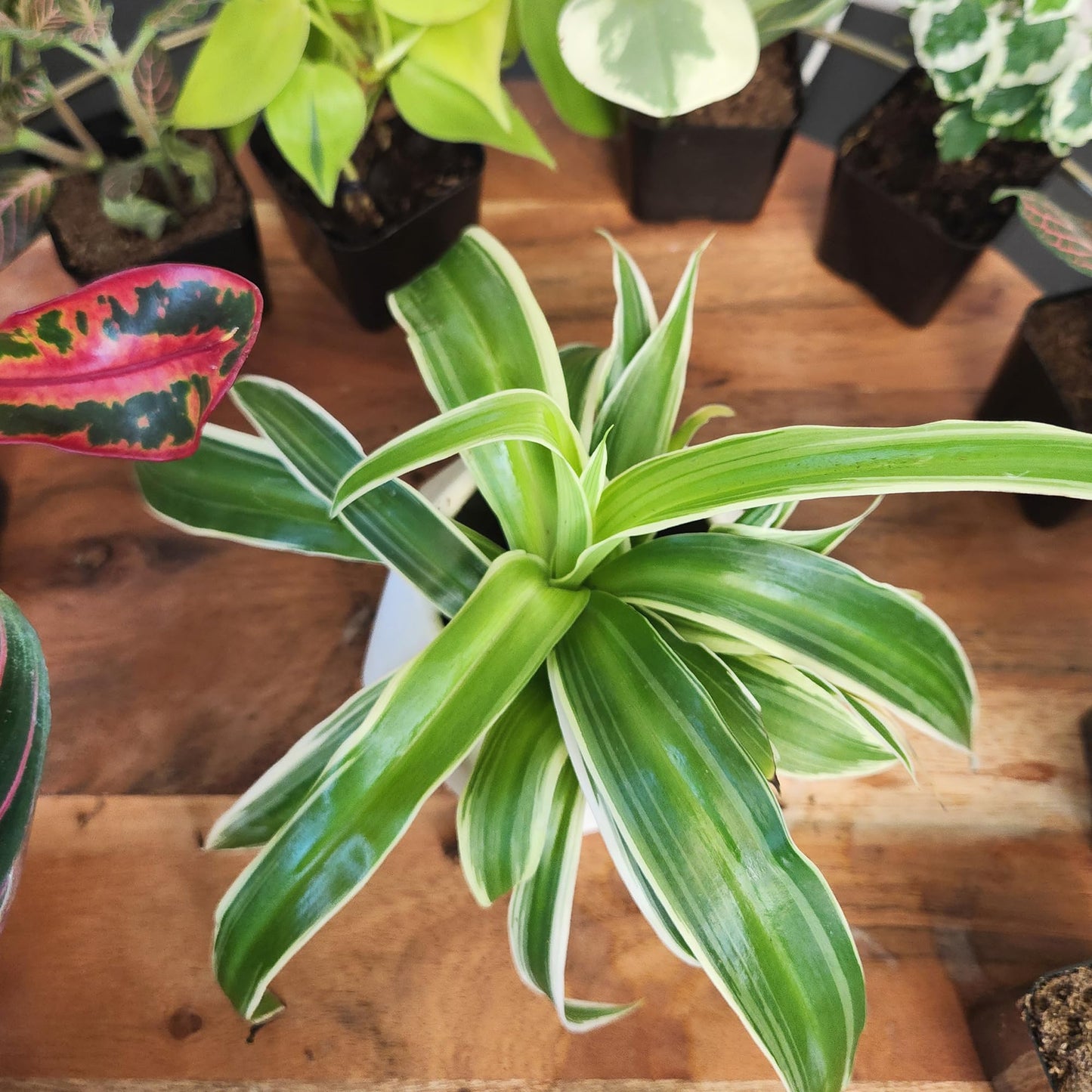 Easy to Grow Houseplants (12 Pack) Live House Plants in Plant Containers, Growers Choice Plant Set in Planters with Potting Soil Mix, Home Décor Planting Kit or Outdoor Garden Gifts by Plants for Pets