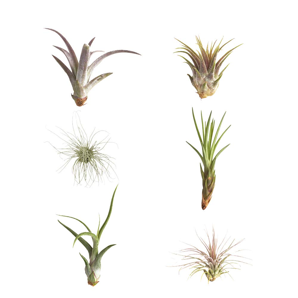Shop Succulents | Assorted Collection of Tropical Tillandsia Air Plant Kit, Hand Selected Variety Pack | Collection of 12