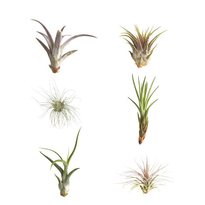 Shop Succulents | Assorted Collection of Tropical Tillandsia Air Plant Kit, Hand Selected Variety Pack | Collection of 12
