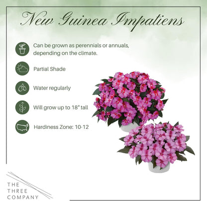 Live Flowering New Guinea Impatiens - Grower's Choice Assorted Colors (3 Plants Per Pack) - Beautiful Shade Flowers - 12" Tall by 5" Wide in 1 Qt Pot