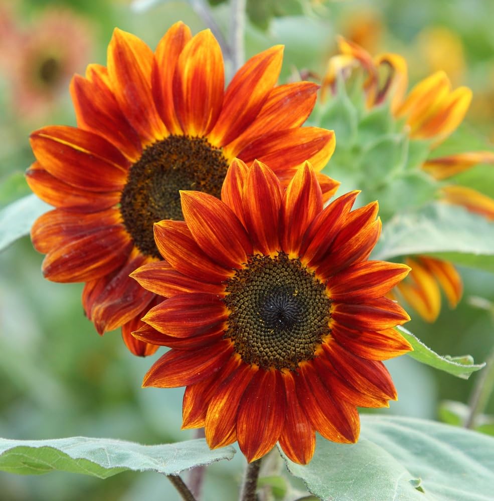 Red Sunflower Seeds for Planting - 50 Heirloom Non GMO Velvet Queen Flower Seeds Plant & Grow Home Outdoor Annual Garden - 1 Packet