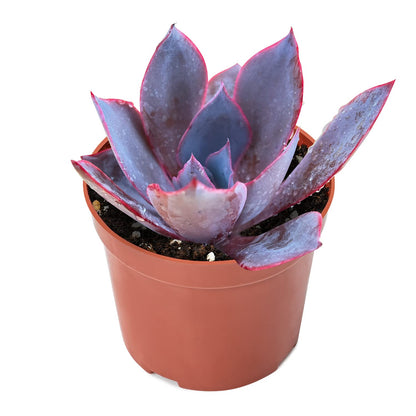 Sprout N Green 4'' Sedum lucidum Obesum, Live Succulent Fully Rooted in Pots with Soil Mix, Rare House Plant for Home Office Indoor Outdoor Wedding Decor, DIY Projects, Party Favor