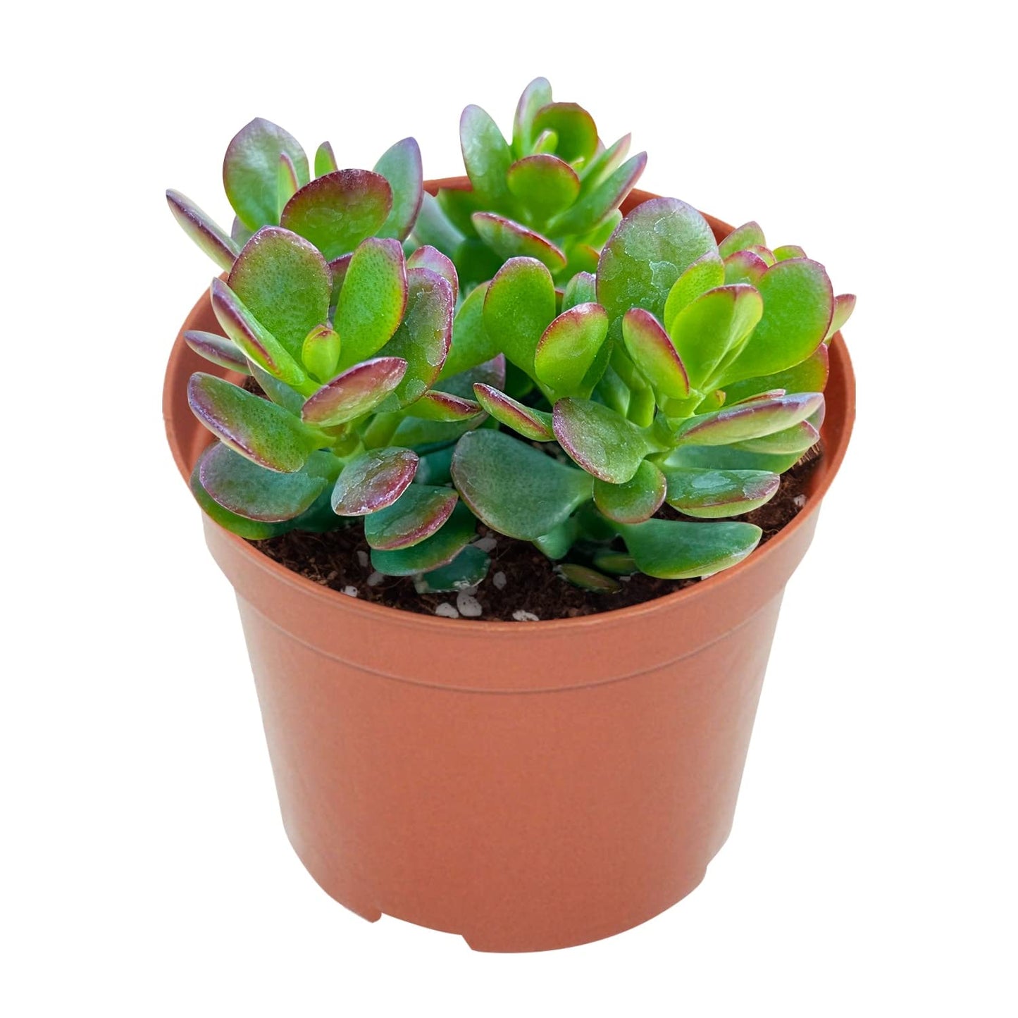 Othonna Capensis Ruby Necklace Live Succulent Plant (4-inch), Fully Rooted Trailing Houseplant for Hanging Baskets, Low Maintenance Home & Office Decor, Ideal Gift for Plant Lovers