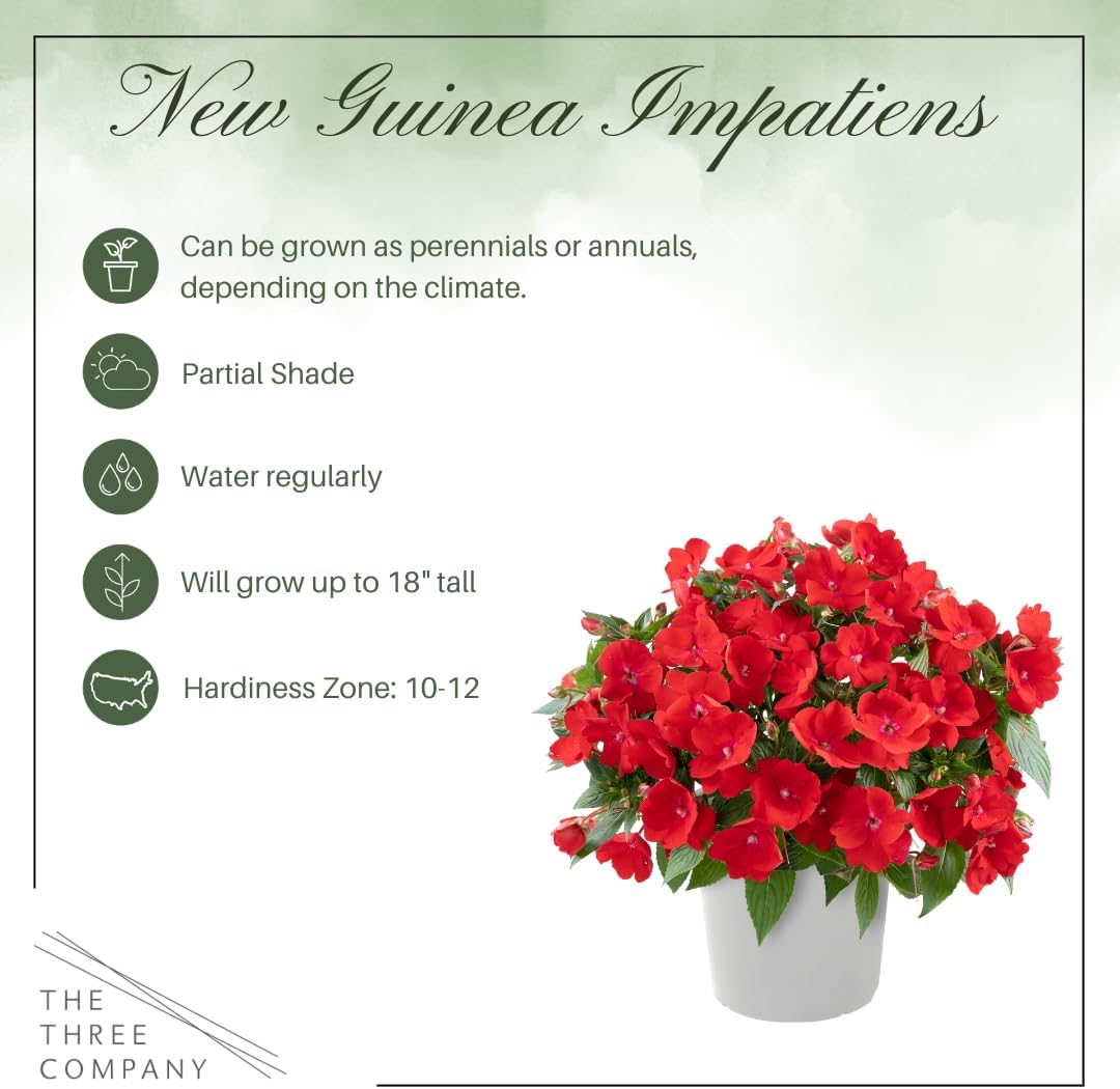 Live Flowering New Guinea Impatiens - Grower's Choice Assorted Colors (3 Plants Per Pack) - Beautiful Shade Flowers - 12" Tall by 5" Wide in 1 Qt Pot
