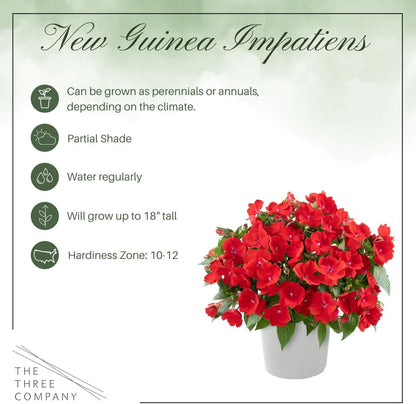 Live Flowering New Guinea Impatiens - Grower's Choice Assorted Colors (3 Plants Per Pack) - Beautiful Shade Flowers - 12" Tall by 5" Wide in 1 Qt Pot