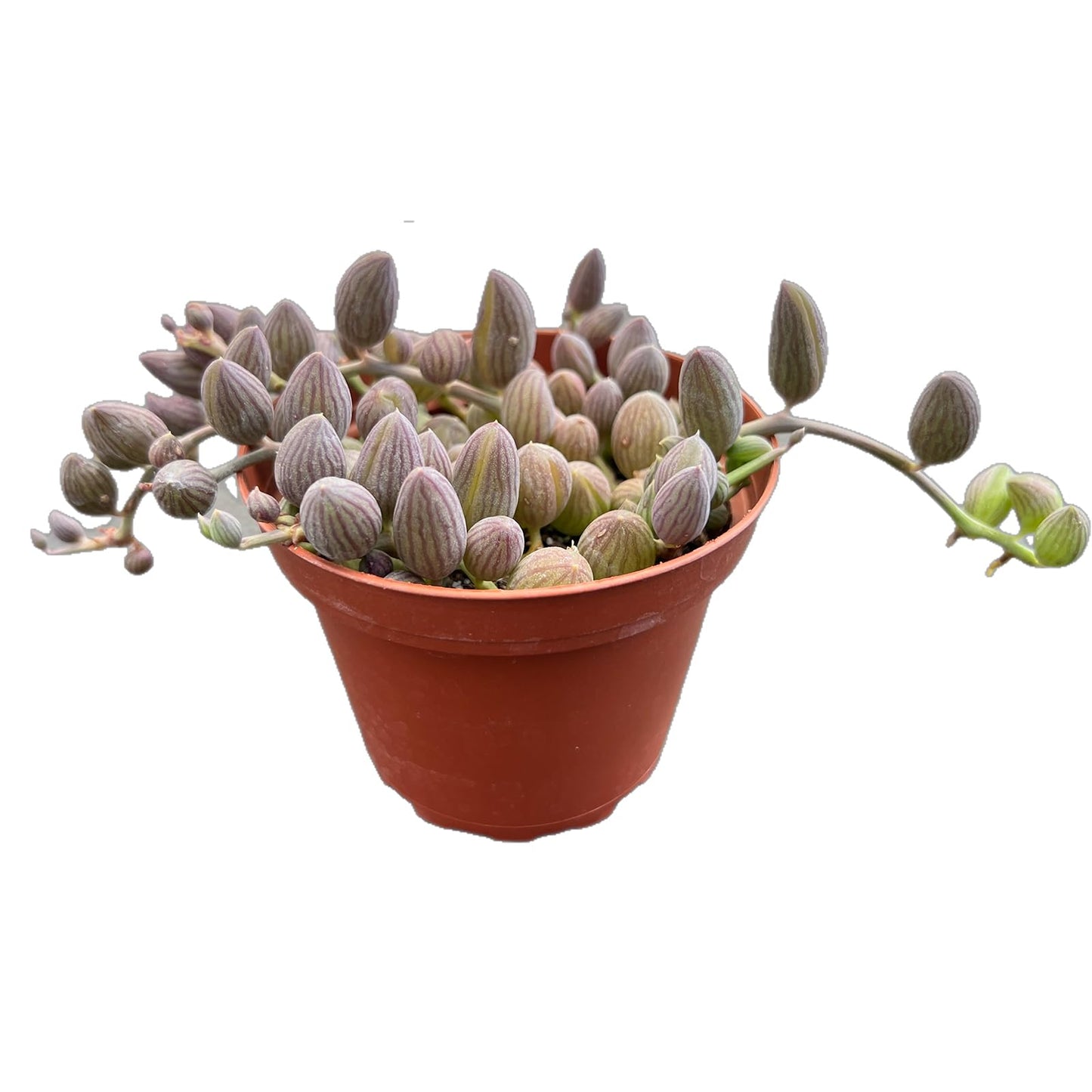 Othonna Capensis Ruby Necklace Live Succulent Plant (4-inch), Fully Rooted Trailing Houseplant for Hanging Baskets, Low Maintenance Home & Office Decor, Ideal Gift for Plant Lovers