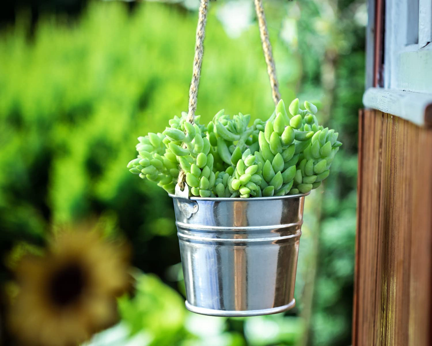 Sprout N Green 4'' Sedum lucidum Obesum, Live Succulent Fully Rooted in Pots with Soil Mix, Rare House Plant for Home Office Indoor Outdoor Wedding Decor, DIY Projects, Party Favor