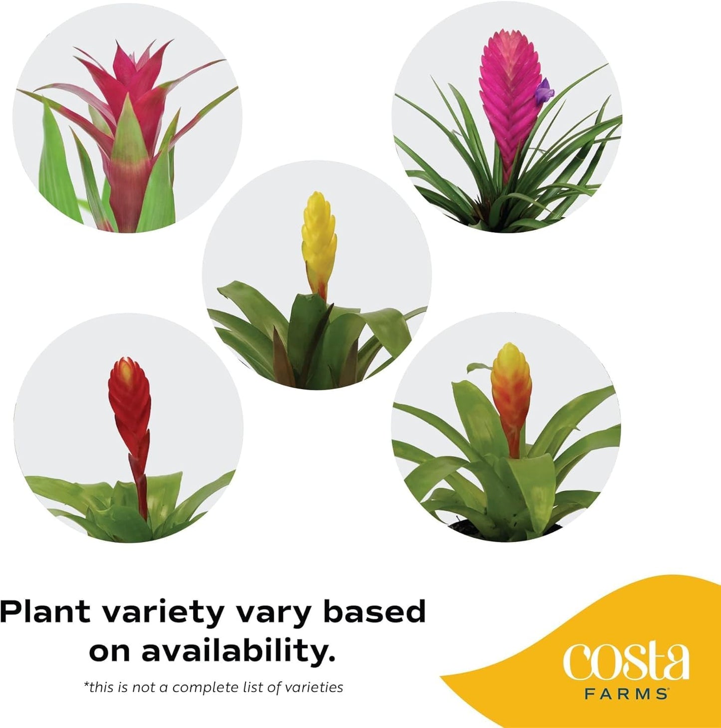 Costa Farms Bromeliad Live Plant in Decorative Pot, Flowering Indoor Houseplant, Perfect for Home, Room, or Office Decor, Great House Warming or Birthday Gift, 16-20 Inches Tall