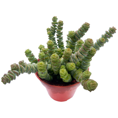 Sprout N Green 4'' Sedum lucidum Obesum, Live Succulent Fully Rooted in Pots with Soil Mix, Rare House Plant for Home Office Indoor Outdoor Wedding Decor, DIY Projects, Party Favor