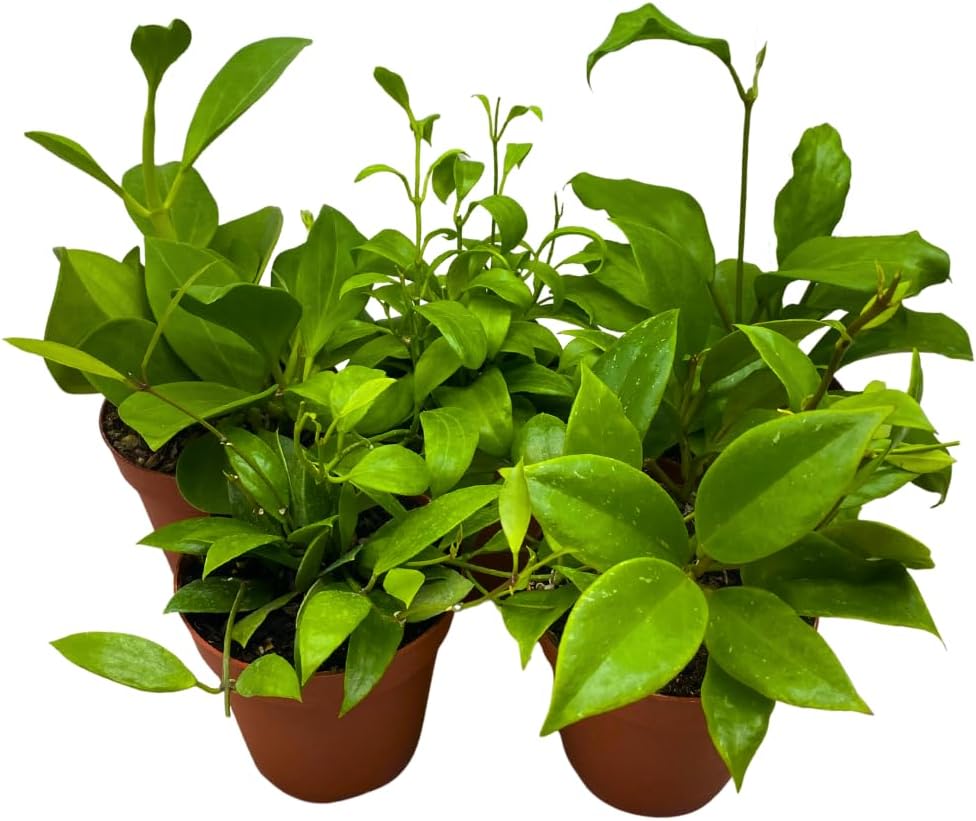 BubbleBlooms Hoya Assortment Set, 5 Different Hoyas in 4 inch pots Grower's Choice