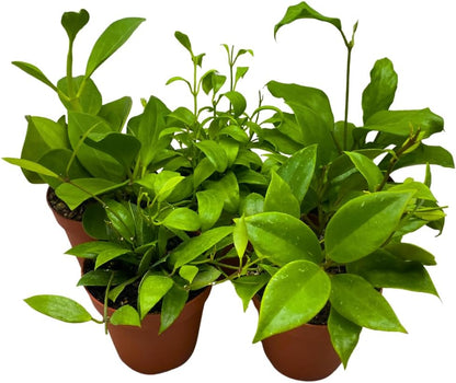 BubbleBlooms Hoya Assortment Set, 5 Different Hoyas in 4 inch pots Grower's Choice