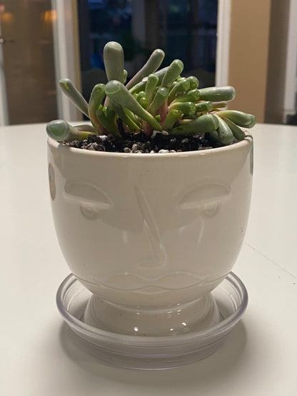 Sprout N Green 4'' Sedum lucidum Obesum, Live Succulent Fully Rooted in Pots with Soil Mix, Rare House Plant for Home Office Indoor Outdoor Wedding Decor, DIY Projects, Party Favor