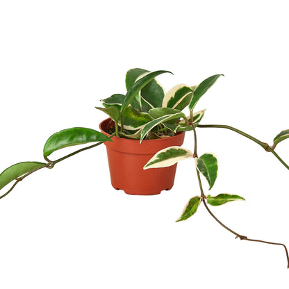 Hoya Plants 4 Live Houseplants in 4" Pots - Variety Assortment 4 Pack Hoya Plants - Pet Friendly Plants - Air Purifying Plants - CA Seller (Pack of 4 Hoya Plants)