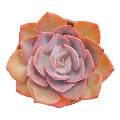 Othonna Capensis Ruby Necklace Live Succulent Plant (4-inch), Fully Rooted Trailing Houseplant for Hanging Baskets, Low Maintenance Home & Office Decor, Ideal Gift for Plant Lovers