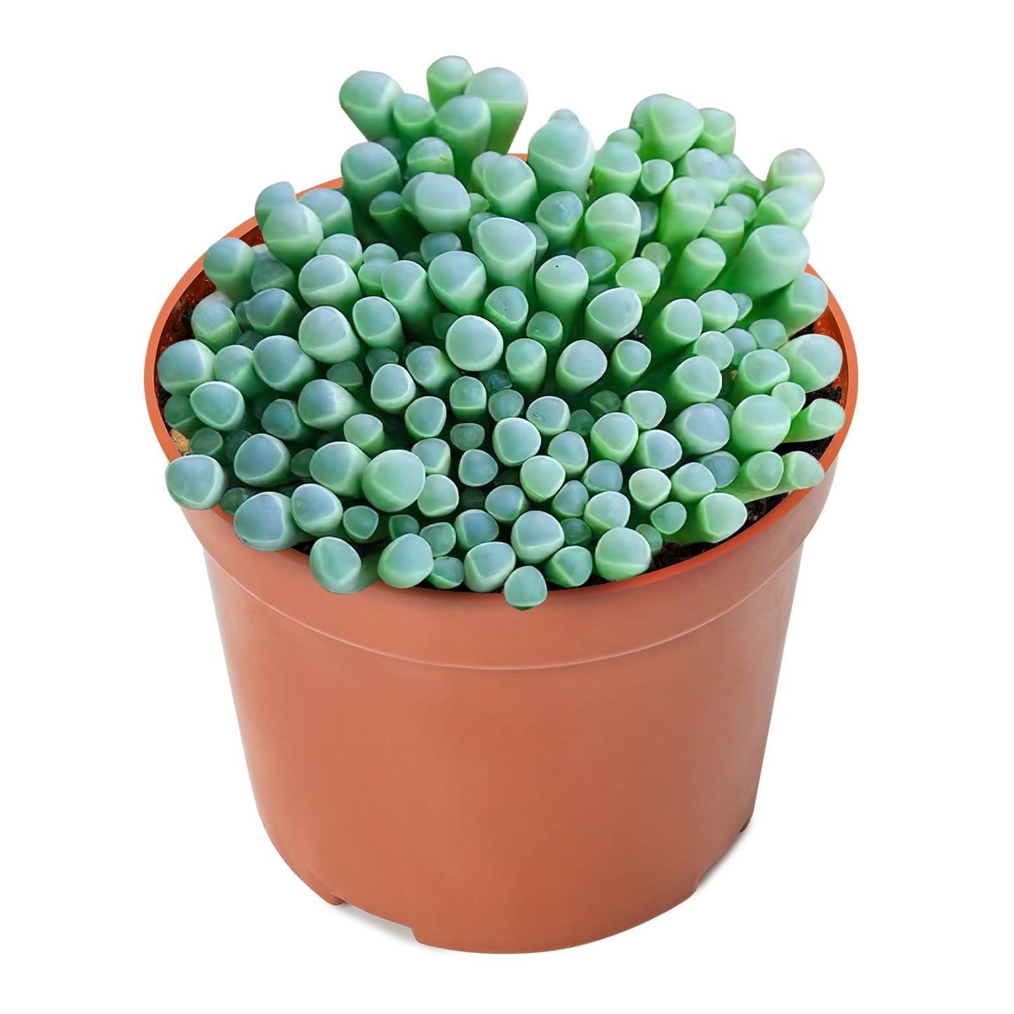 Sprout N Green 4'' Sedum lucidum Obesum, Live Succulent Fully Rooted in Pots with Soil Mix, Rare House Plant for Home Office Indoor Outdoor Wedding Decor, DIY Projects, Party Favor