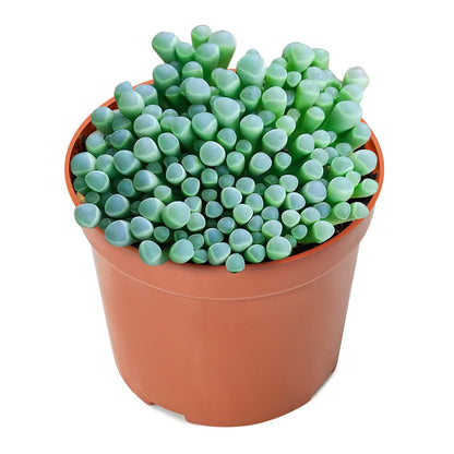 Sprout N Green 4'' Sedum lucidum Obesum, Live Succulent Fully Rooted in Pots with Soil Mix, Rare House Plant for Home Office Indoor Outdoor Wedding Decor, DIY Projects, Party Favor