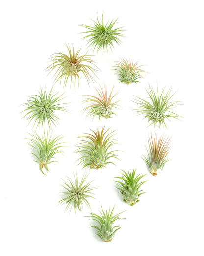 Shop Succulents | Assorted Collection of Tropical Tillandsia Air Plant Kit, Hand Selected Variety Pack | Collection of 12