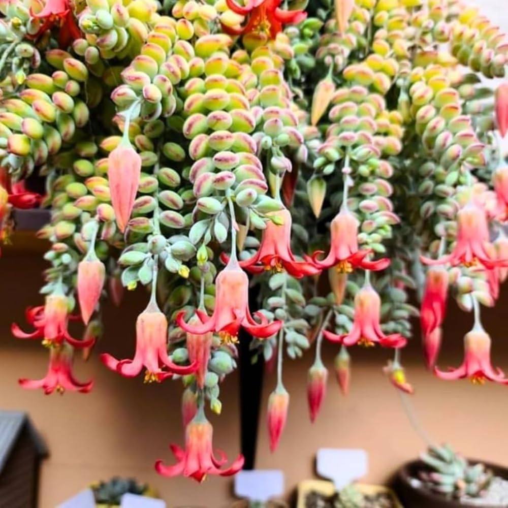 Cotyledon Pendens Plant Live in 4” Pot, Trailing Succulent Houseplant, Rare Indoor House Plants, Home Office Decoration