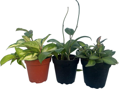 Hoya Assortment - 3 Pack in 4" Pots