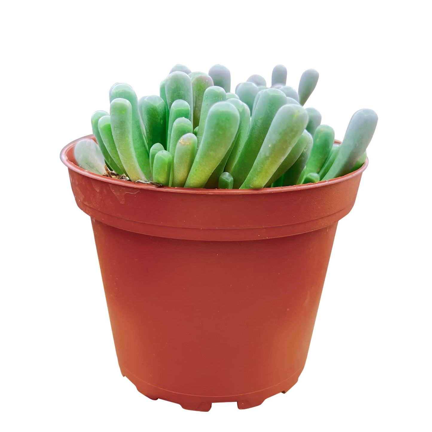 Sprout N Green 4'' Sedum lucidum Obesum, Live Succulent Fully Rooted in Pots with Soil Mix, Rare House Plant for Home Office Indoor Outdoor Wedding Decor, DIY Projects, Party Favor