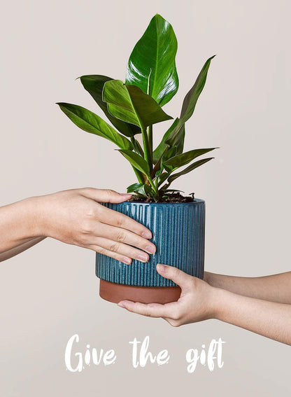 LE TAUCI Ceramic Plant Pots with Drainage Holes, Set of 3, 8+6.7+5.5 Inch Stripe Garden Planter Pots for Outdoor Indoor Plants Flower, Round Succulent Orchid Flower Pot, Reactive Glaze Black