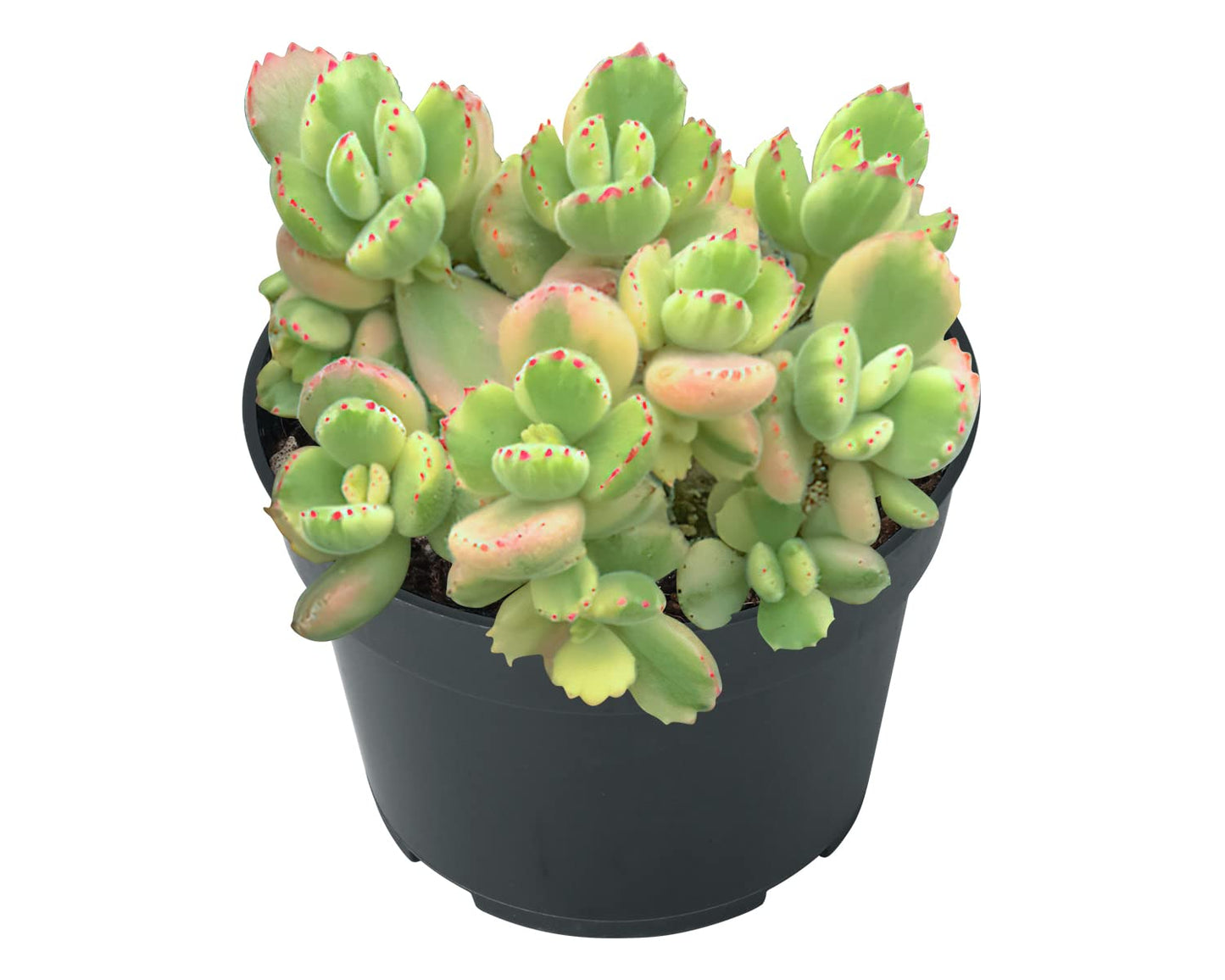 Sprout N Green 4'' Sedum lucidum Obesum, Live Succulent Fully Rooted in Pots with Soil Mix, Rare House Plant for Home Office Indoor Outdoor Wedding Decor, DIY Projects, Party Favor