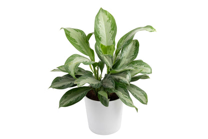 Costa Farms Chinese Evergreen Live Plant in Decorative Pot, Easy to Maintain, Air Purifying Indoor Houseplant, Home, Room, or Office Decor, House Warming or Birthday Gift, 12-18 Inches Tall