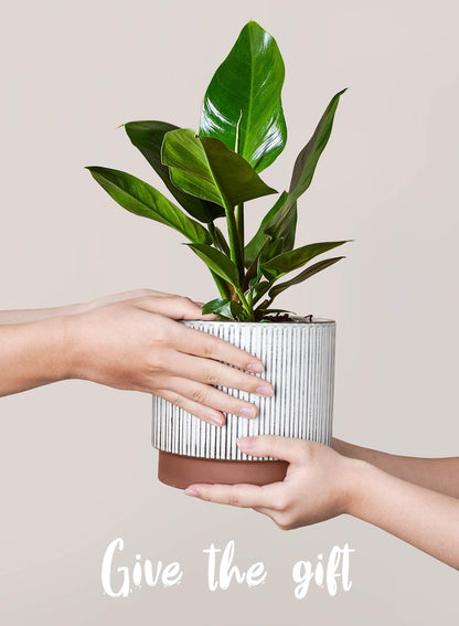 LE TAUCI Ceramic Plant Pots with Drainage Holes, Set of 3, 8+6.7+5.5 Inch Stripe Garden Planter Pots for Outdoor Indoor Plants Flower, Round Succulent Orchid Flower Pot, Reactive Glaze Black