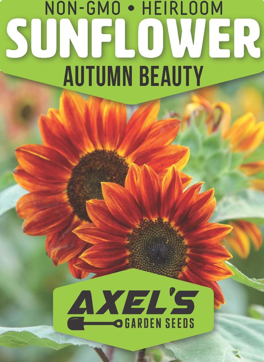Red Sunflower Seeds for Planting - 50 Heirloom Non GMO Velvet Queen Flower Seeds Plant & Grow Home Outdoor Annual Garden - 1 Packet