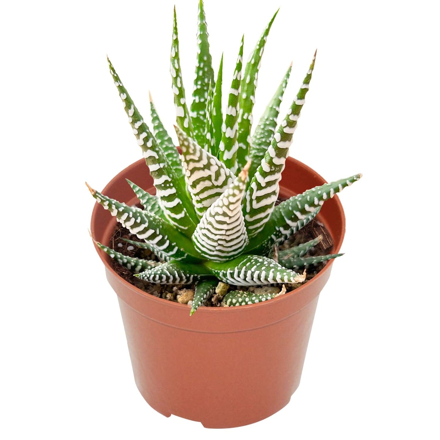 Othonna Capensis Ruby Necklace Live Succulent Plant (4-inch), Fully Rooted Trailing Houseplant for Hanging Baskets, Low Maintenance Home & Office Decor, Ideal Gift for Plant Lovers