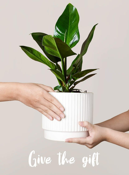 LE TAUCI Ceramic Plant Pots with Drainage Holes, Set of 3, 8+6.7+5.5 Inch Stripe Garden Planter Pots for Outdoor Indoor Plants Flower, Round Succulent Orchid Flower Pot, Reactive Glaze Black