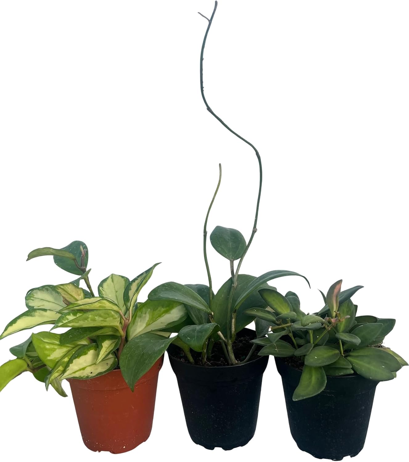 Hoya Assortment - 3 Pack in 4" Pots