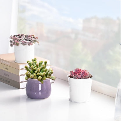 Othonna Capensis Ruby Necklace Live Succulent Plant (4-inch), Fully Rooted Trailing Houseplant for Hanging Baskets, Low Maintenance Home & Office Decor, Ideal Gift for Plant Lovers