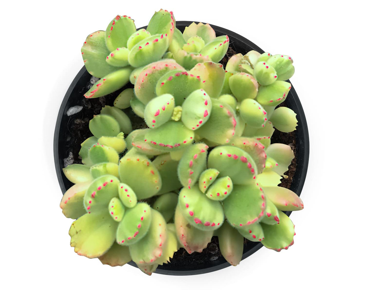 Sprout N Green 4'' Sedum lucidum Obesum, Live Succulent Fully Rooted in Pots with Soil Mix, Rare House Plant for Home Office Indoor Outdoor Wedding Decor, DIY Projects, Party Favor