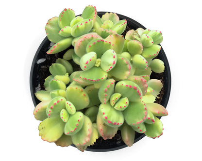 Sprout N Green 4'' Sedum lucidum Obesum, Live Succulent Fully Rooted in Pots with Soil Mix, Rare House Plant for Home Office Indoor Outdoor Wedding Decor, DIY Projects, Party Favor