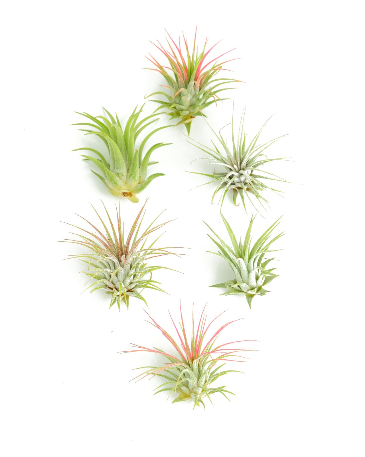 Shop Succulents | Assorted Collection of Tropical Tillandsia Air Plant Kit, Hand Selected Variety Pack | Collection of 12