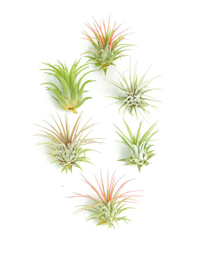 Shop Succulents | Assorted Collection of Tropical Tillandsia Air Plant Kit, Hand Selected Variety Pack | Collection of 12