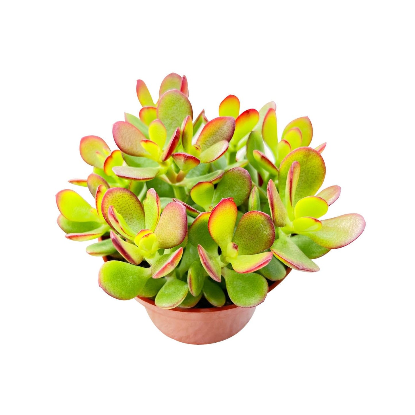 Sprout N Green 4'' Sedum lucidum Obesum, Live Succulent Fully Rooted in Pots with Soil Mix, Rare House Plant for Home Office Indoor Outdoor Wedding Decor, DIY Projects, Party Favor
