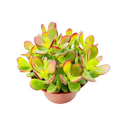 Sprout N Green 4'' Sedum lucidum Obesum, Live Succulent Fully Rooted in Pots with Soil Mix, Rare House Plant for Home Office Indoor Outdoor Wedding Decor, DIY Projects, Party Favor