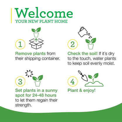 Bonnie Plants Pineapple Sage - 4 Pack Live Plants, Perennial In Zones 8 - 10, 3 - 4 Ft Tall Plants, Garnish, Teas & Flower Arrangements