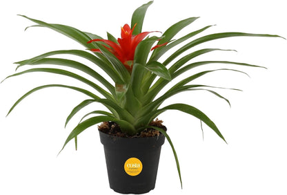 Costa Farms Bromeliad Live Plant in Decorative Pot, Flowering Indoor Houseplant, Perfect for Home, Room, or Office Decor, Great House Warming or Birthday Gift, 16-20 Inches Tall