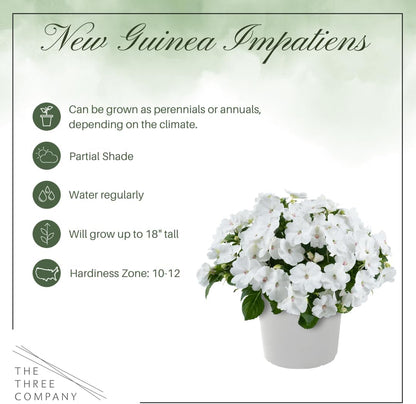 Live Flowering New Guinea Impatiens - Grower's Choice Assorted Colors (3 Plants Per Pack) - Beautiful Shade Flowers - 12" Tall by 5" Wide in 1 Qt Pot