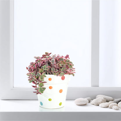 Othonna Capensis Ruby Necklace Live Succulent Plant (4-inch), Fully Rooted Trailing Houseplant for Hanging Baskets, Low Maintenance Home & Office Decor, Ideal Gift for Plant Lovers