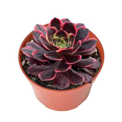 Othonna Capensis Ruby Necklace Live Succulent Plant (4-inch), Fully Rooted Trailing Houseplant for Hanging Baskets, Low Maintenance Home & Office Decor, Ideal Gift for Plant Lovers