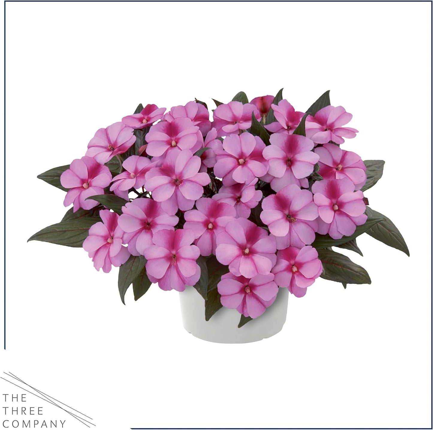 Live Flowering New Guinea Impatiens - Grower's Choice Assorted Colors (3 Plants Per Pack) - Beautiful Shade Flowers - 12" Tall by 5" Wide in 1 Qt Pot
