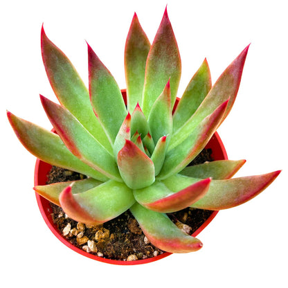 Sprout N Green 4'' Sedum lucidum Obesum, Live Succulent Fully Rooted in Pots with Soil Mix, Rare House Plant for Home Office Indoor Outdoor Wedding Decor, DIY Projects, Party Favor