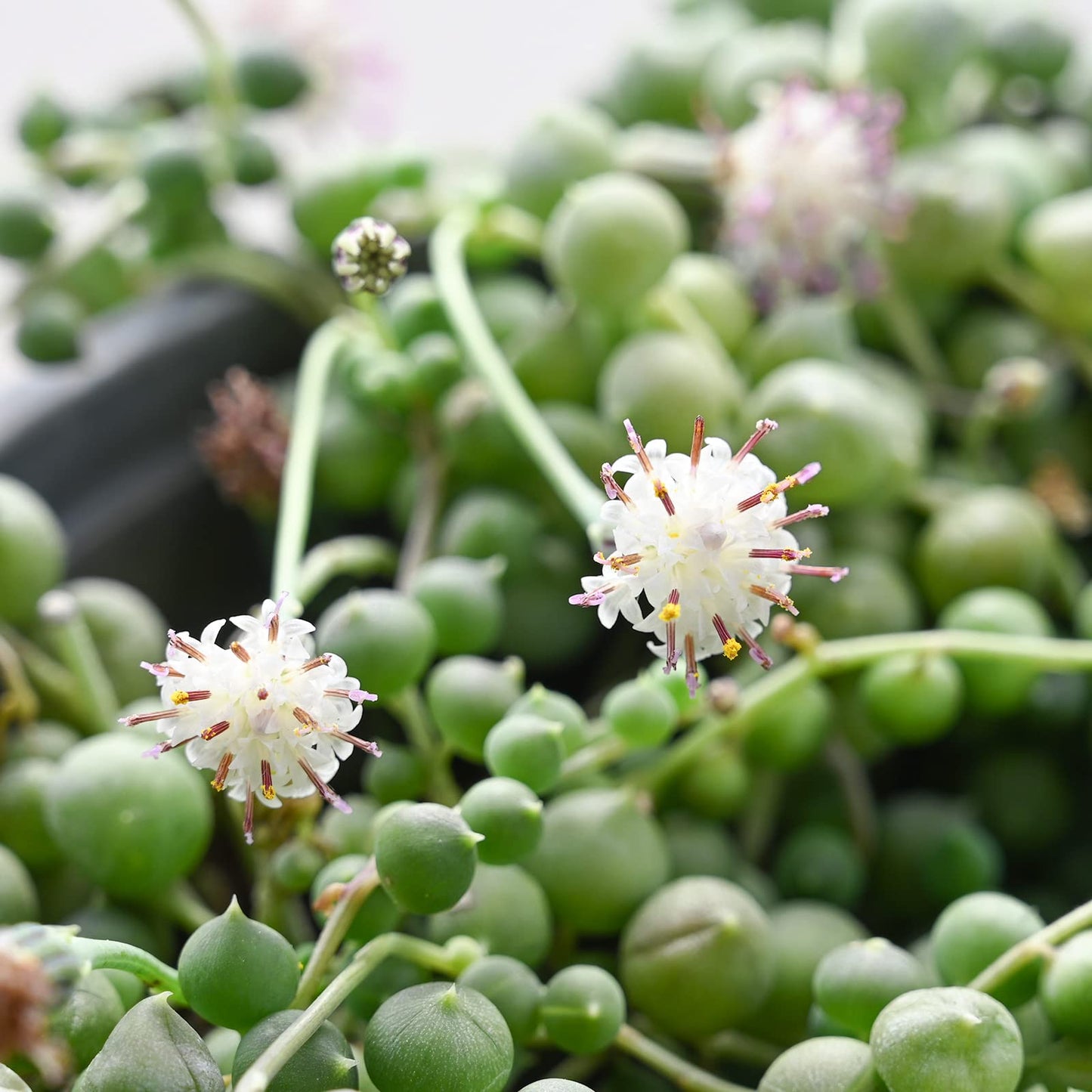 Sprout N Green 4'' Sedum lucidum Obesum, Live Succulent Fully Rooted in Pots with Soil Mix, Rare House Plant for Home Office Indoor Outdoor Wedding Decor, DIY Projects, Party Favor
