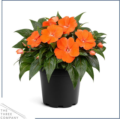 Live Flowering New Guinea Impatiens - Grower's Choice Assorted Colors (3 Plants Per Pack) - Beautiful Shade Flowers - 12" Tall by 5" Wide in 1 Qt Pot